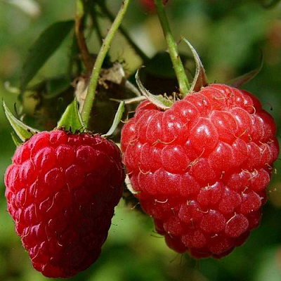 Кустовая в Самаре