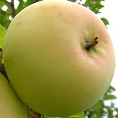 Яблоня БАНАНОВОЕ в Самаре