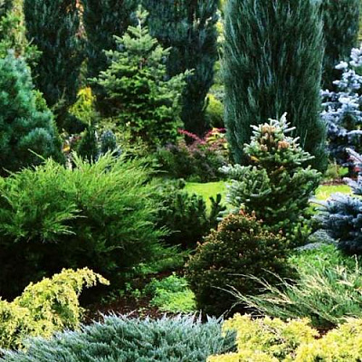 Хвойные растения в Самаре