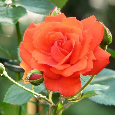 Роза АНЖЕЛИКА чайно-гибридная  в Самаре