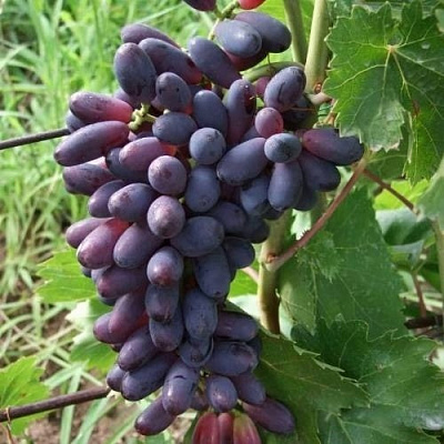 Виноград КИШМИШ ЯСЯ в Самаре
