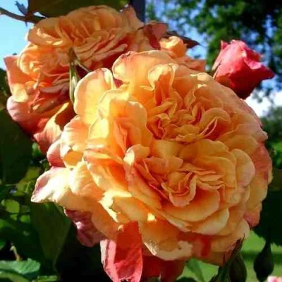 Роза АЛОХА плетистая  в Самаре