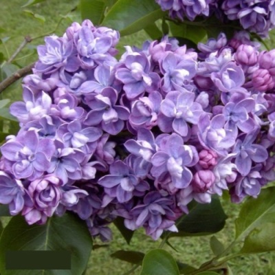 Сирень АМИ ШОТТ в Самаре