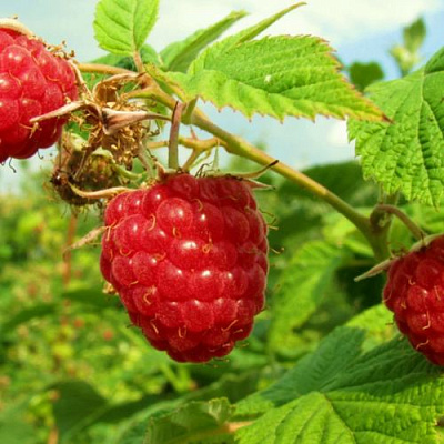 Бесшипная в Самаре