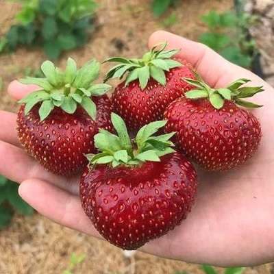 Клубника МАЛЬВИНА в Самаре