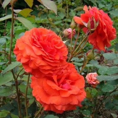 Роза АНЖЕЛИКА чайно-гибридная  в Самаре