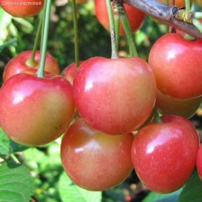 Черешня ЮЛИЯ в Самаре
