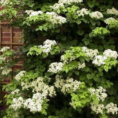 Черешковая в Самаре