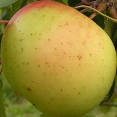 Яблоня БАНАНОВОЕ в Самаре