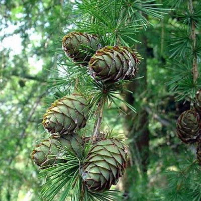 Лиственница европейская в Самаре