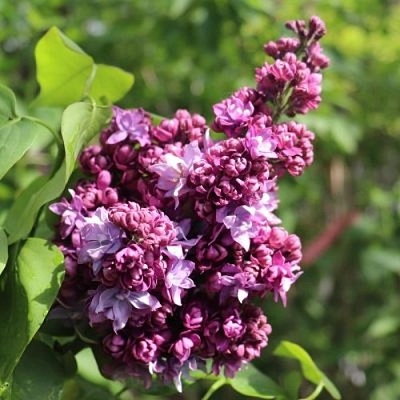 Сирень МАРШАЛ МАЛИНОВСКИЙ в Самаре