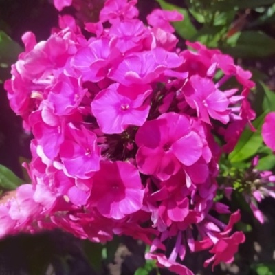 Флокс БАМБИНИ ДИЗАЙР метельчатый в Самаре