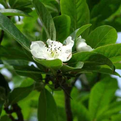 МУШМУЛА  в Самаре