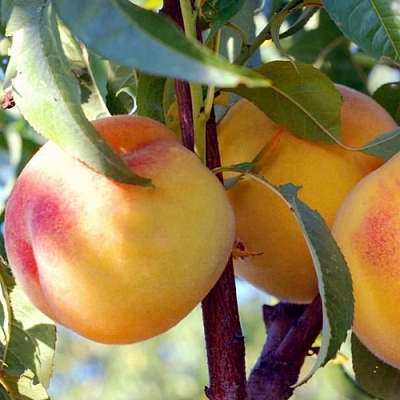 Персики в Самаре