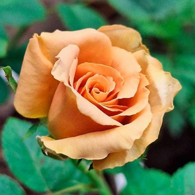 Роза ТОФФИ чайно-гибридная  в Самаре