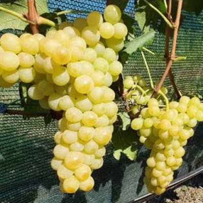 Виноград КИШМИШ ЗОЛОТЦЕ в Самаре