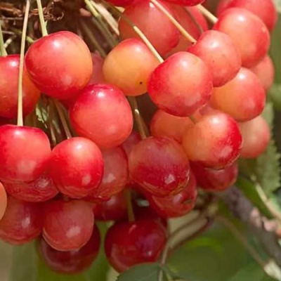Черешня ЮЛИЯ в Самаре