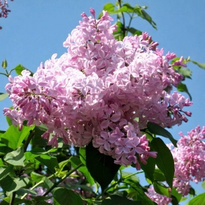 Сирень БУФФОН в Самаре