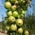 Яблоня БОЛЕРО колонновидная в Самаре
