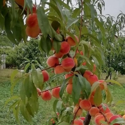 Персик ВУЛКАН в Самаре