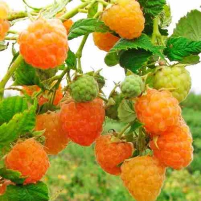 Малина ЗОЛОТЫЕ КУПОЛА в Самаре