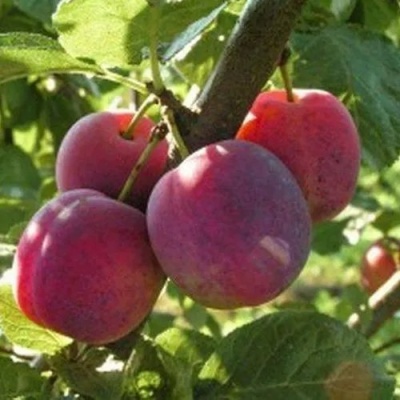 Слива ЭДИНБУРГСКАЯ в Самаре
