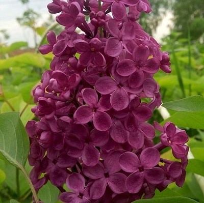 Сирень ИНДИЯ в Самаре