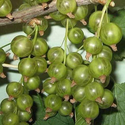 Смородина зеленоплодная ВЕРТИ в Самаре