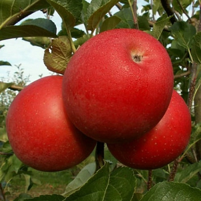 Яблоня БОГЕМИЯ в Самаре