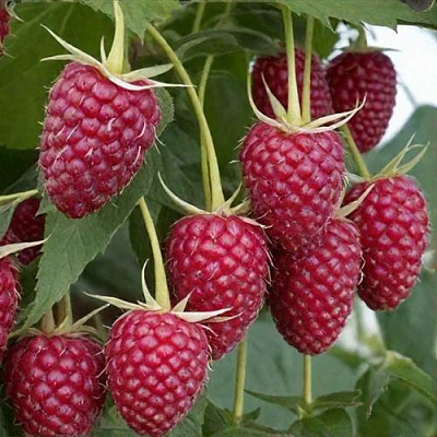 Высокая в Самаре