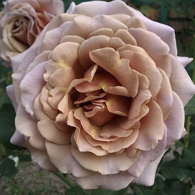 Роза КОКО ЛОКО флорибунда  в Самаре