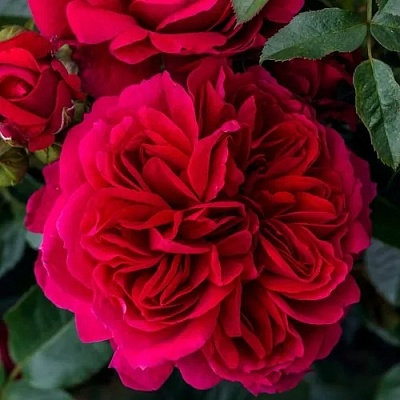 Роза СОУЛ шраб  в Самаре