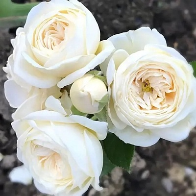 Роза АРТЕМИС шраб в Самаре