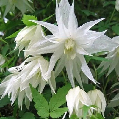 Княжик АЛЬБИНА ПЛЕНА белый махровый в Самаре