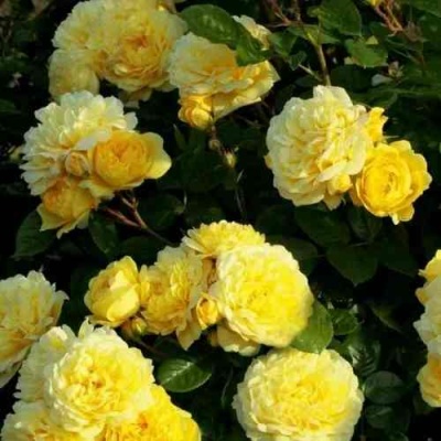Роза АНИ ДЮПРЕЙ флорибунда в Самаре