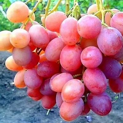 Виноград АНЮТА в Самаре