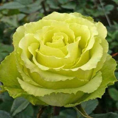 Роза ЛИМБО (ДОЛЛАР) чайно-гибридная  в Самаре