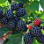 саженцы ежевики Свит Пай