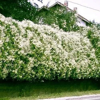 Фаллопия Фаллопия в Самаре