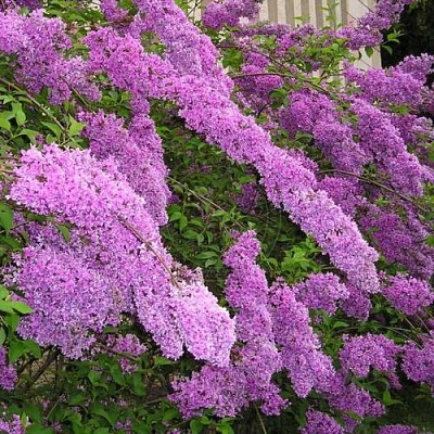 Сирень КИТАЙСКАЯ в Самаре