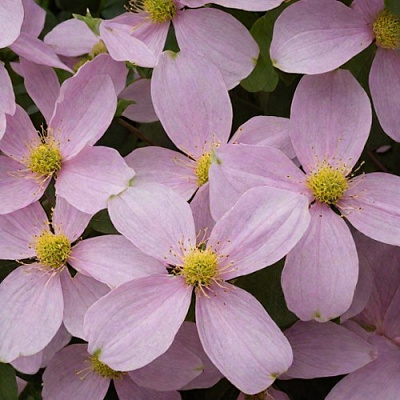 Клематис ГОРНЫЙ в Самаре