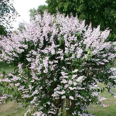 Дейция РОЗЕА ПЛЕНА в Самаре