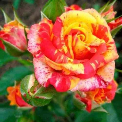 Роза ФАЙЕР ФЛЕШ спрей в Самаре