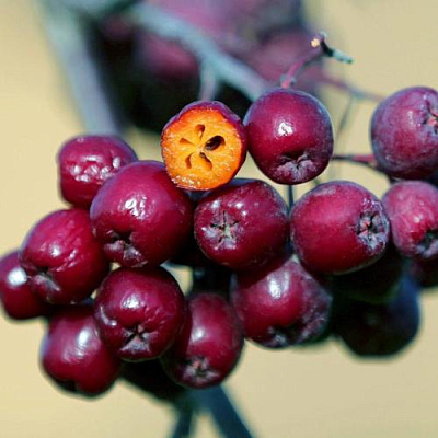 Рябина сладкоплодная в Самаре