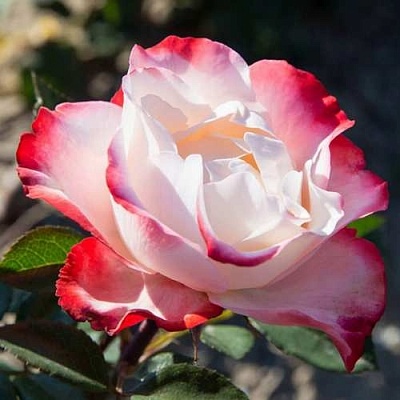 Роза НОСТАЛЬЖИ чайно-гибридная  в Самаре