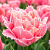 Тюльпан ПИНК МЭДЖИК бахромчатый в Самаре