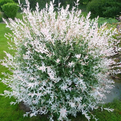 Ива ХАКУРО НИШИКИ в Самаре