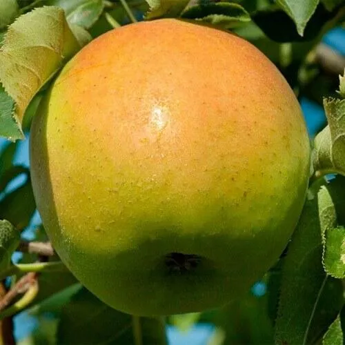 Яблоня МУТСУ в Самаре