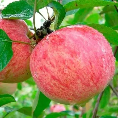 Яблоня КОРИЧНОЕ ПОЛОСАТОЕ в Самаре
