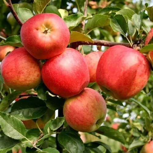 Яблоня ГАЛА МАСТ в Самаре
